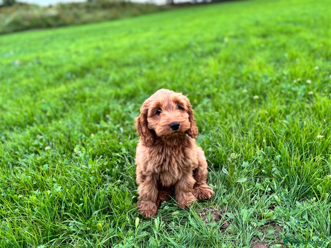 Cockapoo dogs for sale: Gorgeous quality health checked F1 Cockapoos  in Market Drayton - Image 17