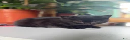 Scottish Fold cats for sale: Beautiful Scottish Fold & Straight Female Kittens - Advert 15