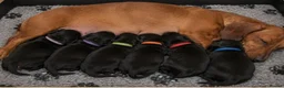 Doxiepoo dogs for sale: Ready now Miniature poodle x dacshund - Advert 18