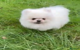 Pomeranian dogs for stud: our stunning white boy  in Doncaster - Image 6