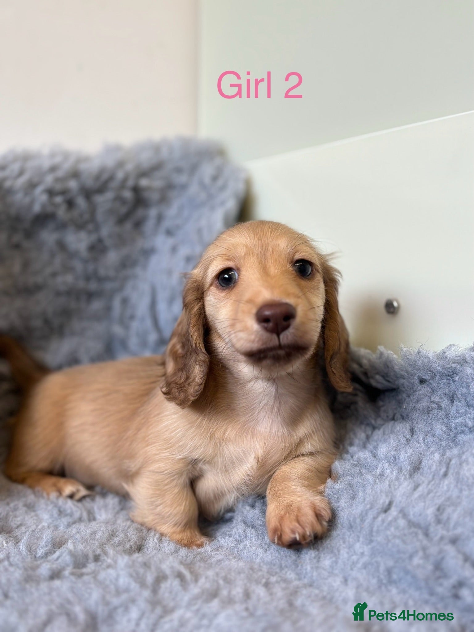 Miniature Dachshund dogs 🐶 PRA KC reg Miniature Long Haired Dachshunds🐶 - Advert 2