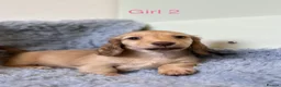 Miniature Dachshund dogs for sale: 🐶 PRA KC reg Miniature Long Haired Dachshunds🐶 - Advert 3