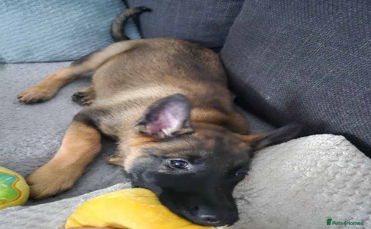 Mixed Breed dogs in Plymouth - Advert 1