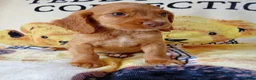 Cocker Spaniel dogs for sale: READY NOW Adorable puppies - Advert 4