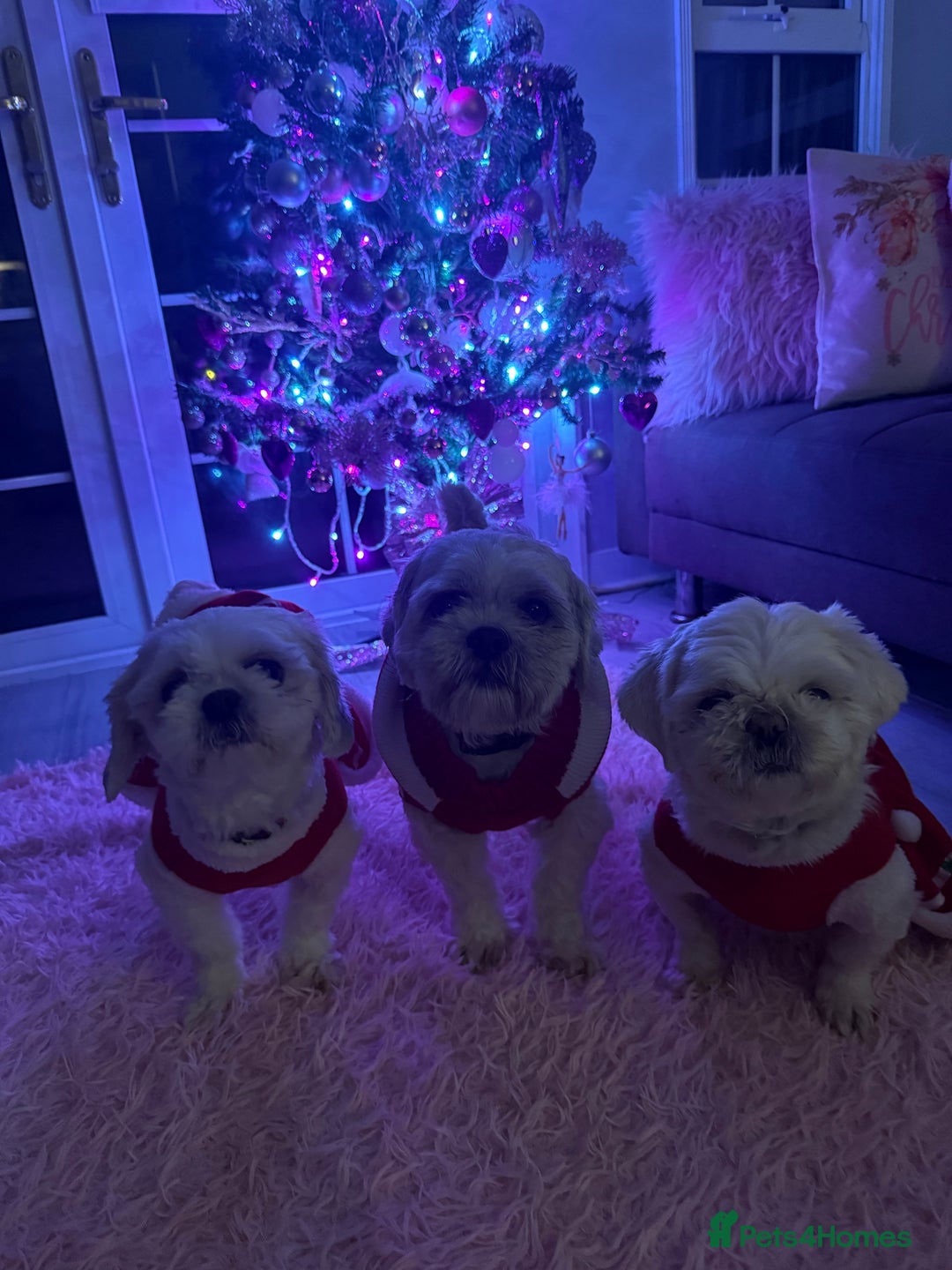 Lhasa Apso dogs for stud: ❤️JORGIE,LHASA APSO STUD❤️ - Advert 8