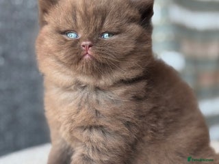 British Shorthair cats - Advert 1