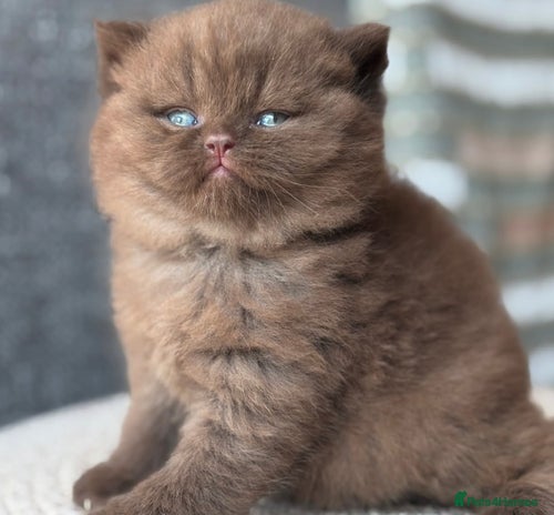 British Shorthair cats - Advert 3