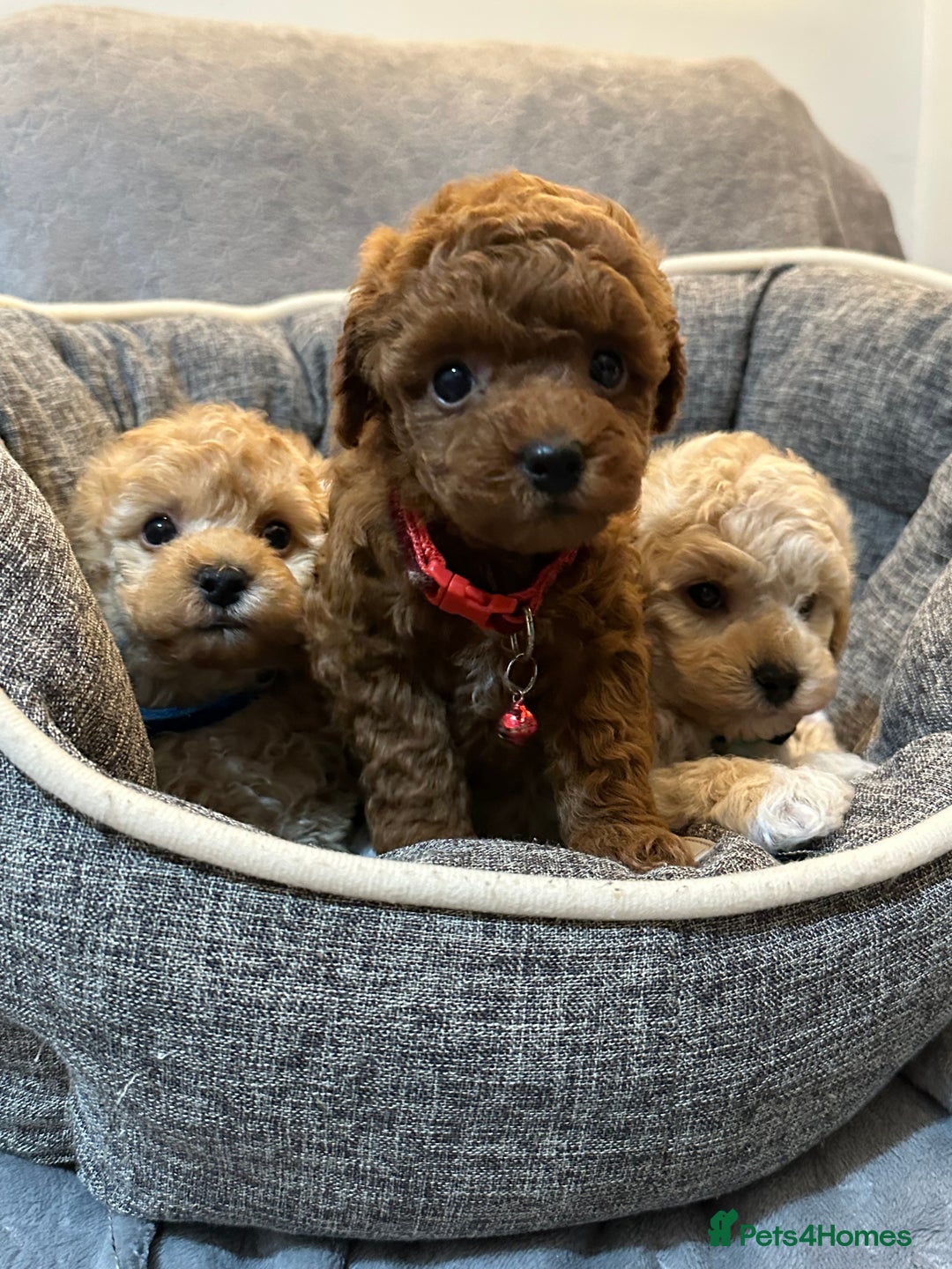 Maltipoo dogs for sale: 🐶 3 Gorgeous Toy Maltipoo F1b Puppies for sale🐶  - Image 17