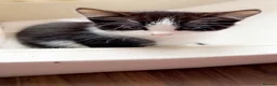 Mixed Breed cats for sale: 7 week old kittens for sale  - Advert 2