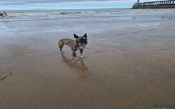 Mixed Breed dogs for sale: Sox a healthy 4 year old F Malinois-Saluki mixed - Image 5
