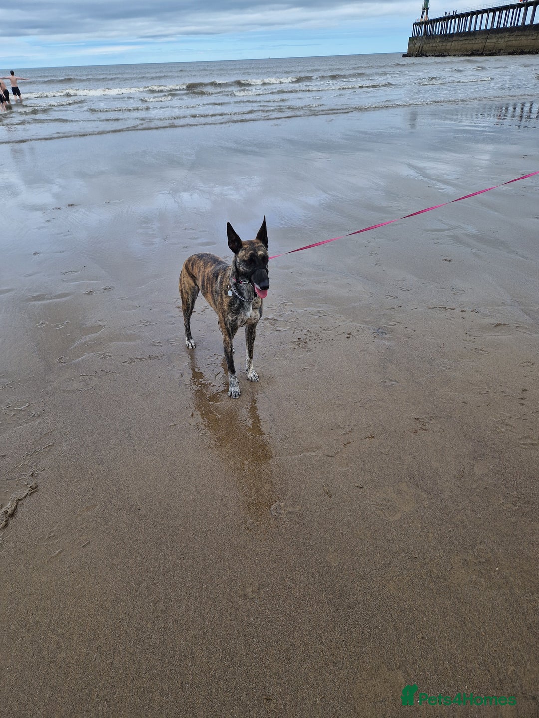 Mixed Breed dogs for sale: Sox a healthy 4 year old F Malinois-Saluki mixed - Image 5