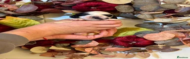 Cocker Spaniel 5