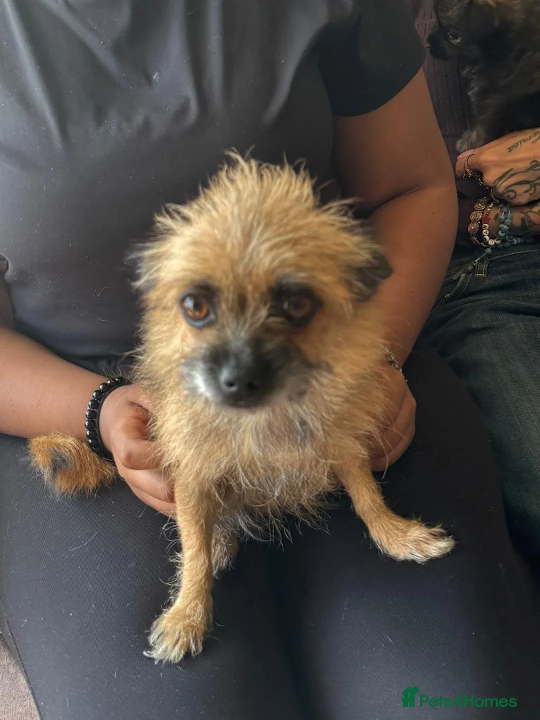 Pomapoo dogs for sale: Beautiful furry little girl for sale - Advert 2