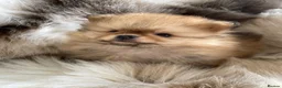 Pomeranian dogs for sale: STUNNING KC TINY POMERANIAN PUPPIES  - Advert 4