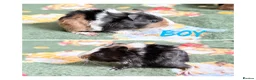 Guinea Pig rodents for sale: Beautiful Guniea pigs for sale Girls & Boys  - Advert 5