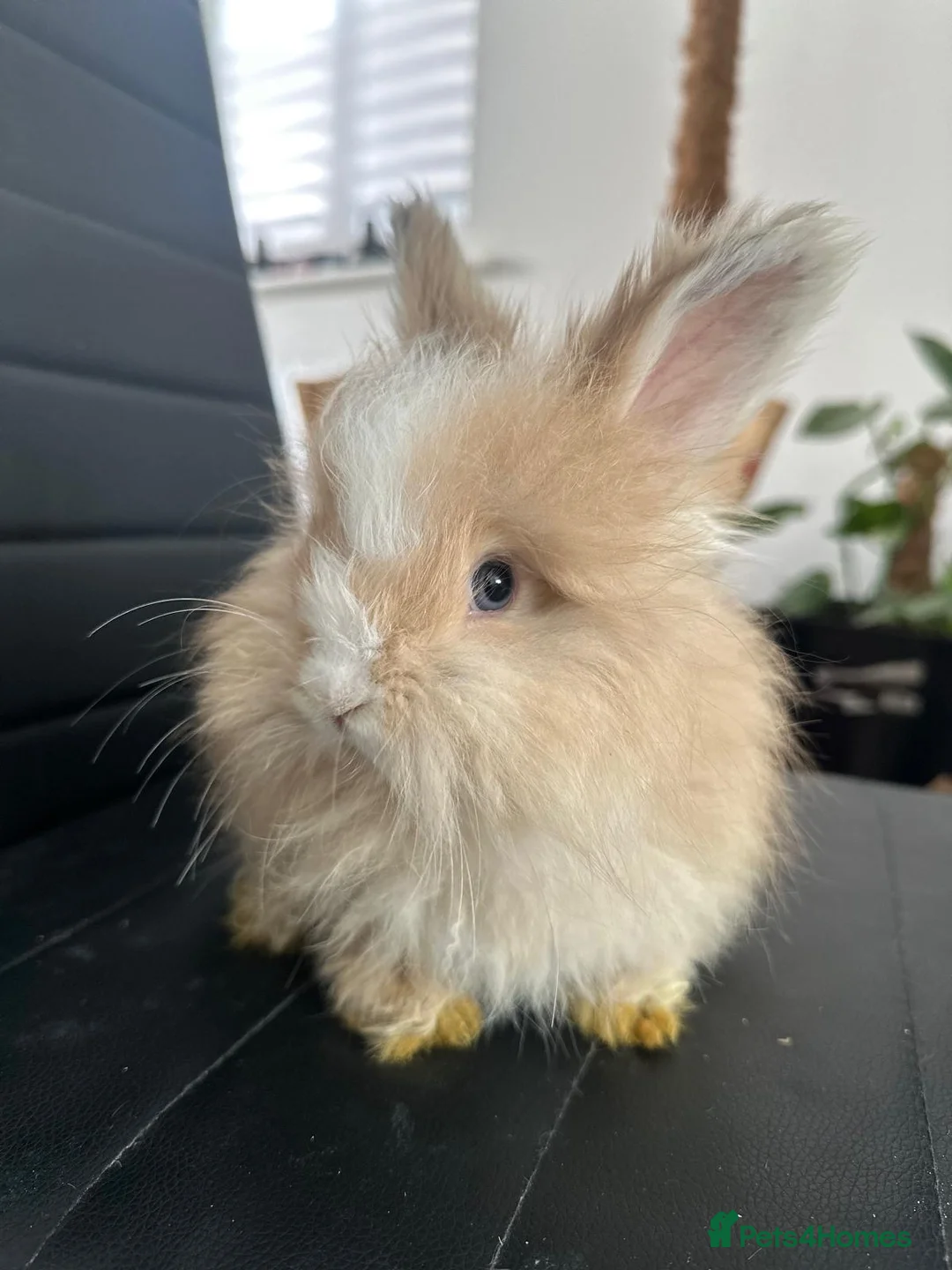 Angora rabbits for sale:     🐇 Purebred English Angora Bunnies   💕 - Advert 2