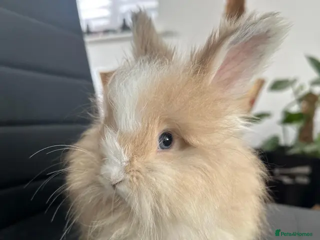 Angora rabbits 🐇 Purebred English Angora Bunnies 💕 - Advert 2