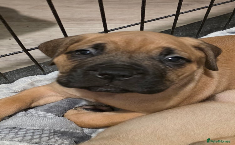 Mixed Breed dogs Adorable Bull Bordeaux Puppies  - Advert 6