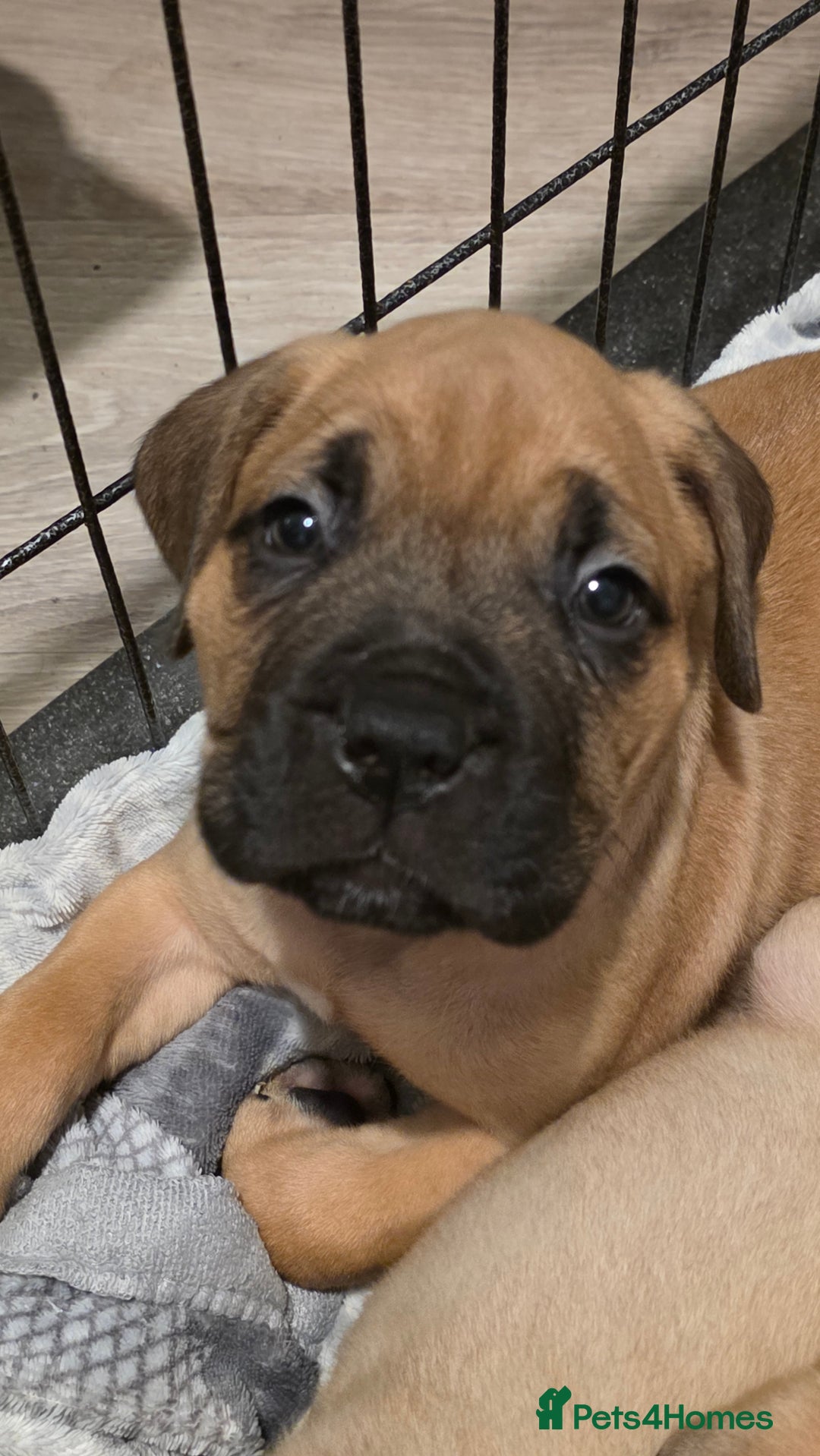 Mixed Breed dogs for sale: Adorable Bull Bordeaux Puppies  - Advert 1