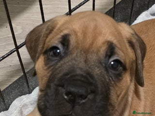 Mixed Breed dogs Adorable Bull Bordeaux Puppies - Advert 1