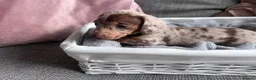 Miniature Dachshund dogs for sale: Miniature dachshunds  - Advert 6