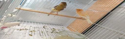Canaries birds for sale: Canaries for sale  - Advert 1