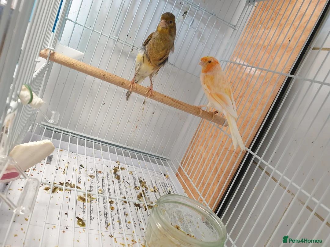 Canaries birds for sale: Canaries for sale  - Advert 1