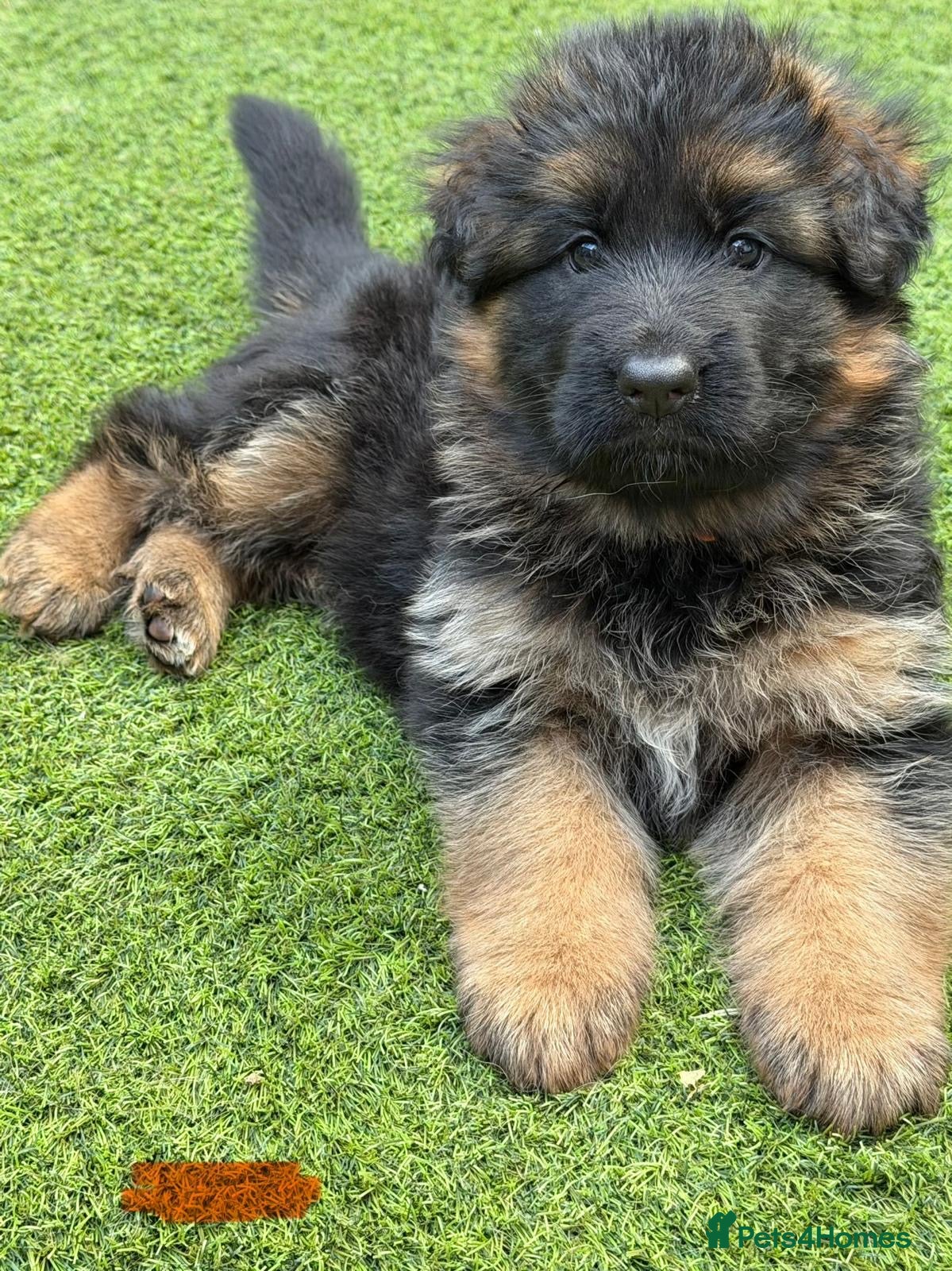 German Shepherd dogs Show💥Champion🩸line LH GermanShepherd puppy’s GSD - Advert 2