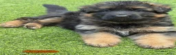 German Shepherd dogs for sale: 💥Champion🩸line KC Reg GermanShepherd puppy’s GSD - Advert 6
