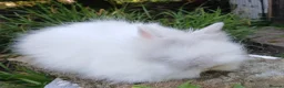 Lionhead rabbits for sale: Stunning DM lionhead baby rabbit - Advert 3