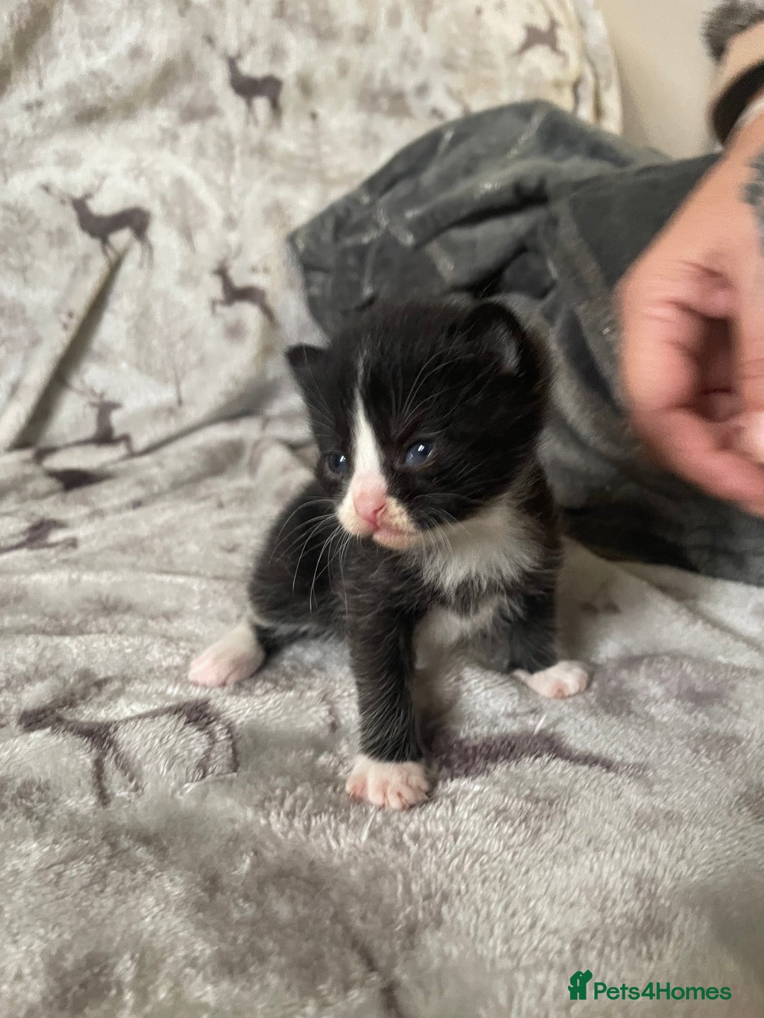 Mixed Breed cats for sale: Beautiful fluffy kittens for sale - Image 9