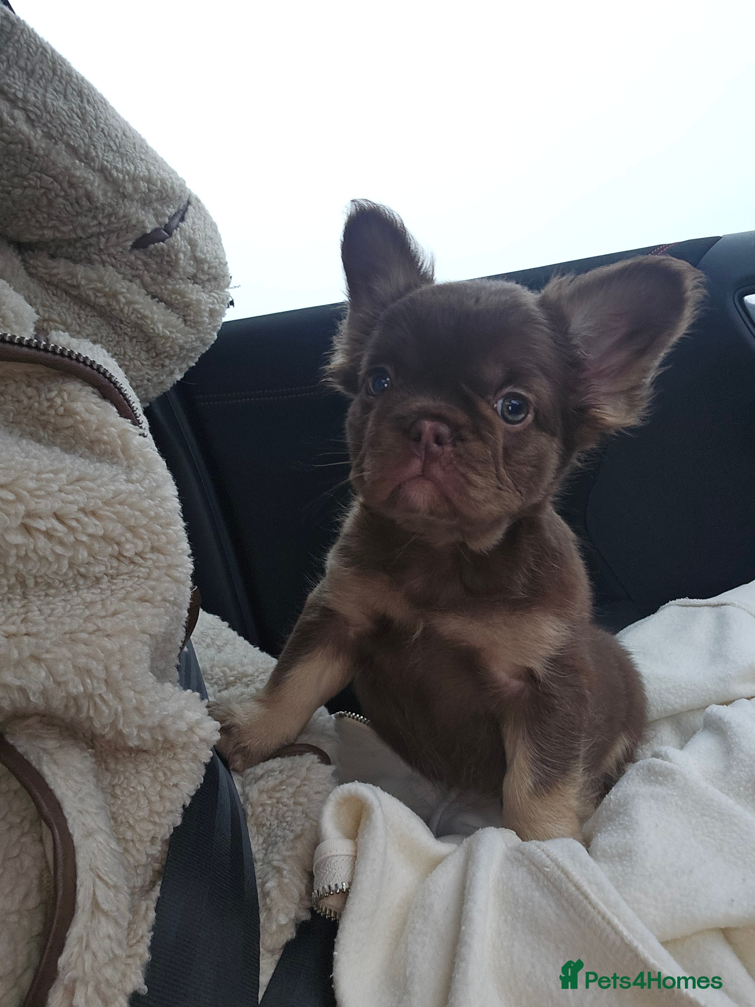 French Bulldog dogs Reduced - last girl available - Advert 16