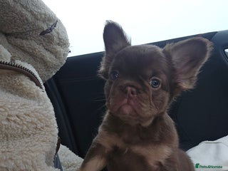 French Bulldog dogs Reduced - last girl available - Advert 6