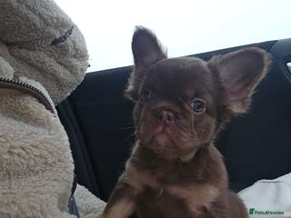 French Bulldog dogs Reduced - last girl available - Advert 4