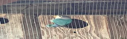 Lovebirds birds for sale: Fishers love birds for sale  - Advert 4