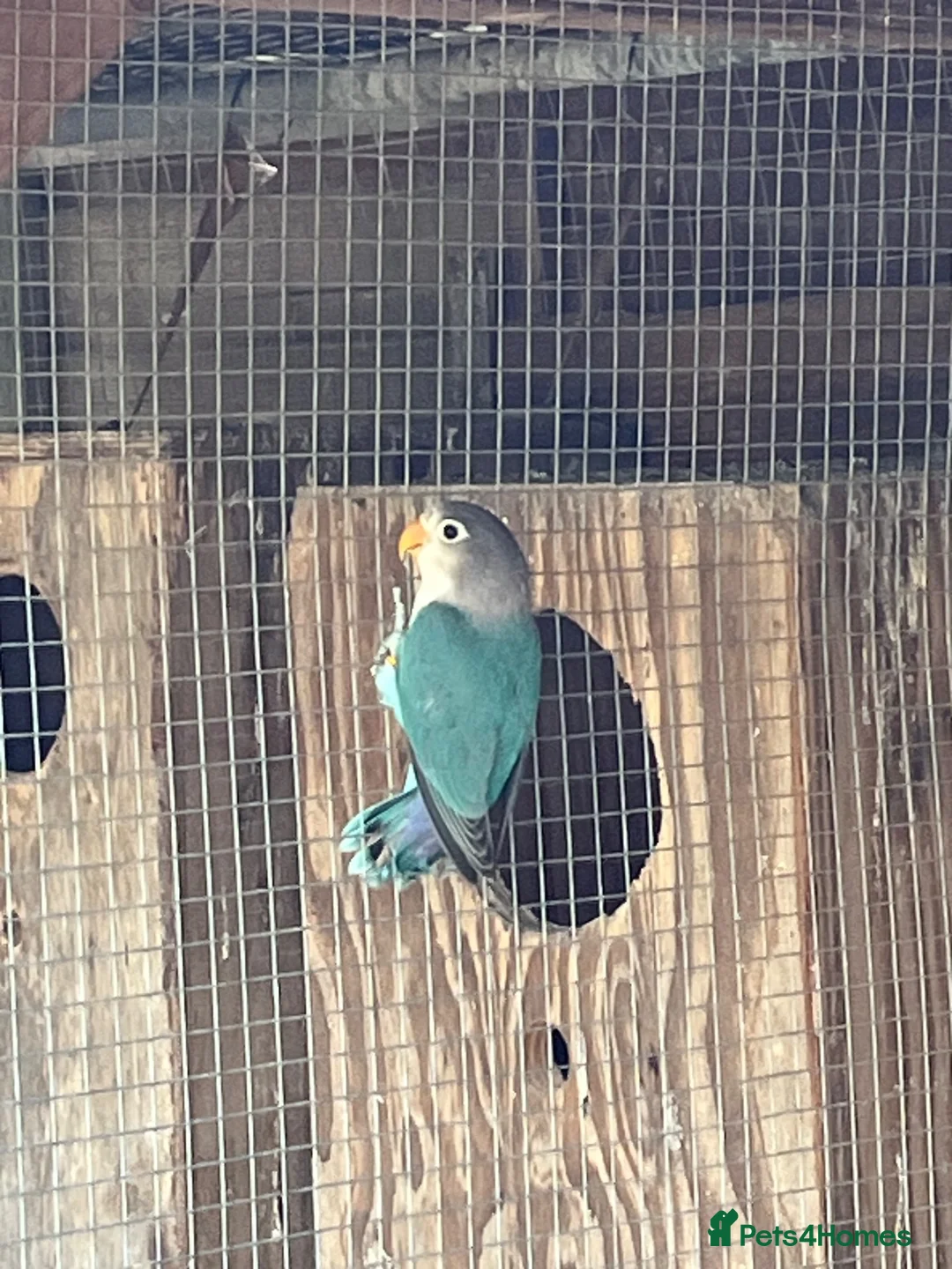 Lovebirds birds for sale: Fishers love birds for sale  - Advert 4