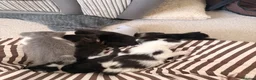Mixed Breed cats for sale: 7 adorable kittens for sale  in Ashford - Advert 8