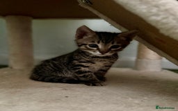 Bengal cats for sale: X Bengal Kittens x5 available   - Image 8