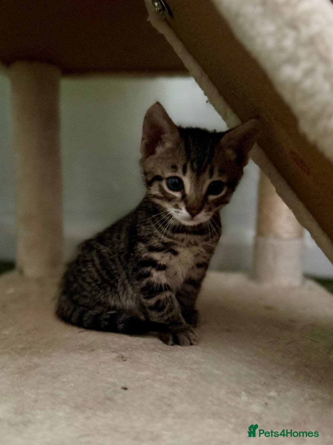 Bengal cats for sale: X Bengal Kittens x5 available   - Image 8