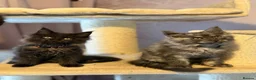Maine Coon cats for sale: Tica registered black smoked male Maine coon - Advert 27