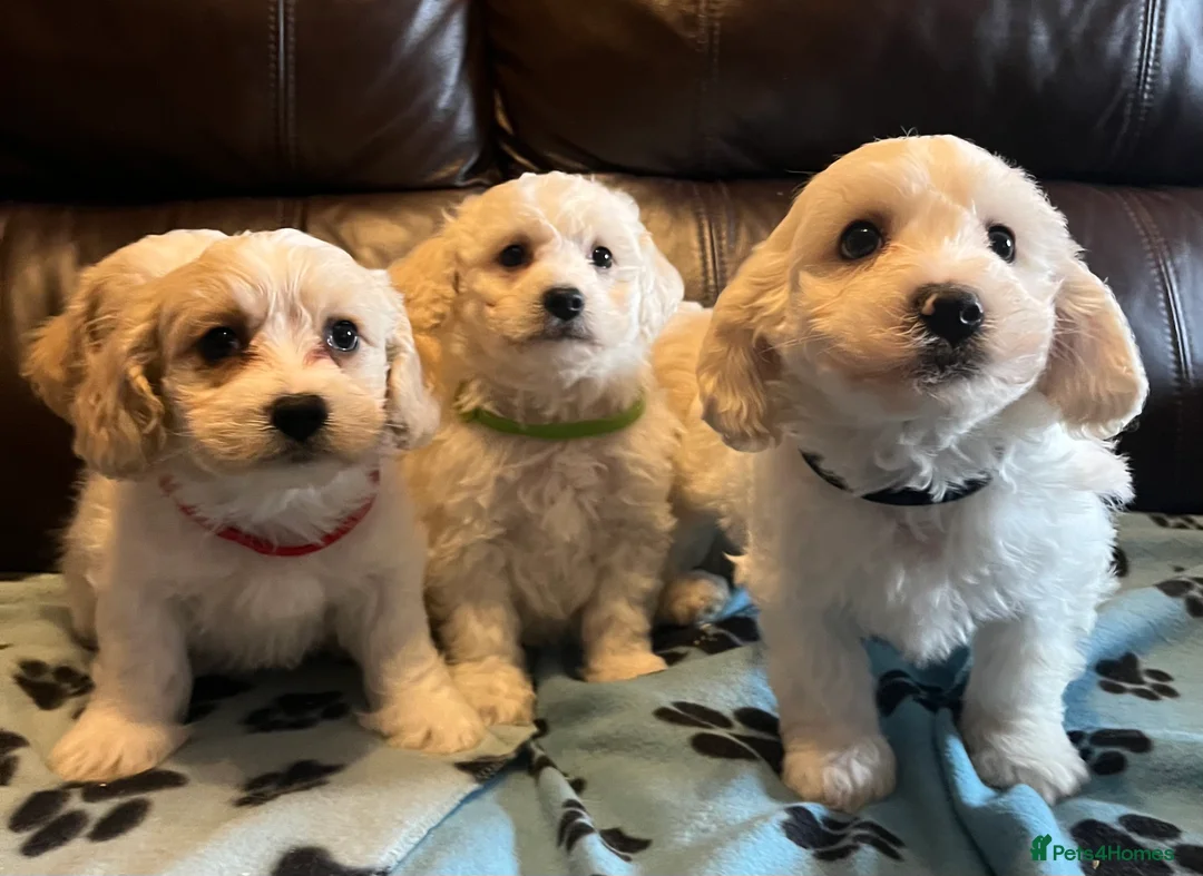 Cavachon dogs for sale: Cute Cavachon x bichon Frise puppies  - Advert 13