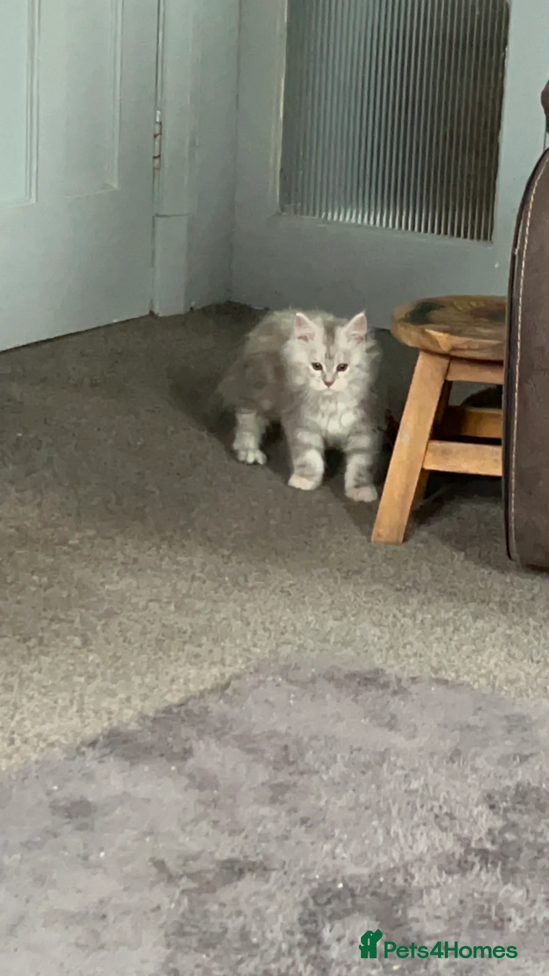 Maine Coon cats for sale: Tica Registered female Maine Coon kittens - Advert 14