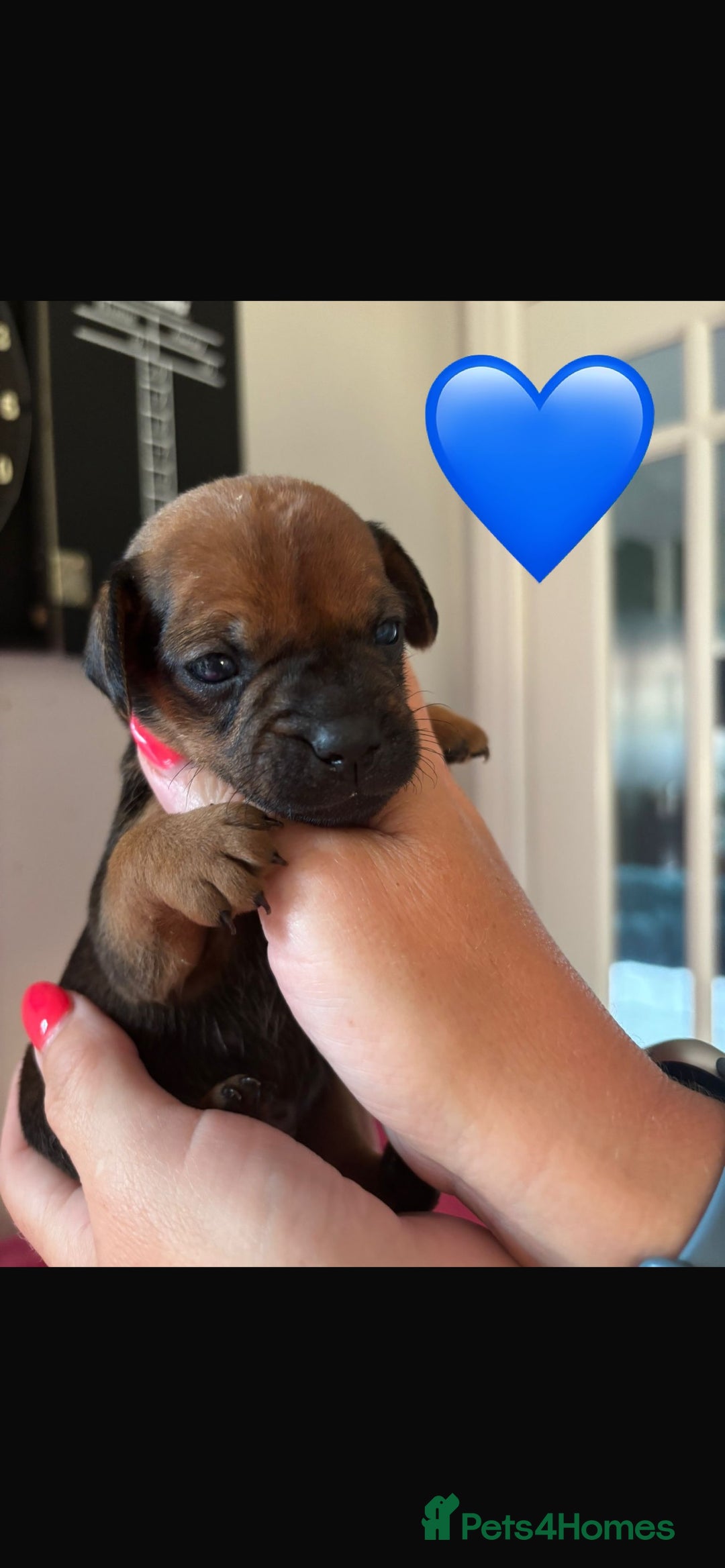 Patterdale Terrier dogs for sale: Patterdale Puppies - Image 3