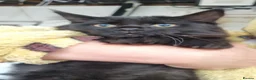Turkish Angora cats for sale: Sweet, Friendly Kitten Ready Now - Advert 3