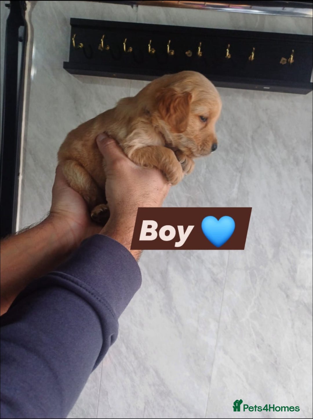 Labrador Retriever dogs for sale: READY TO LEAVE NOW KC registered golden retrievers - Advert 19