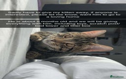 Mixed Breed cats for sale: kitten  - Image 1