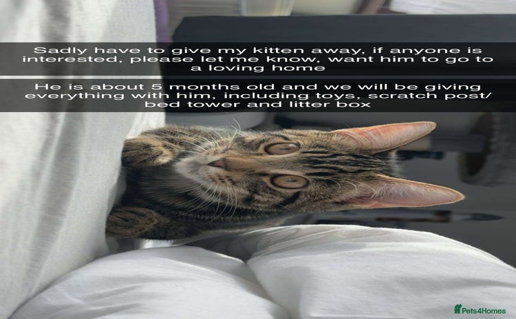 Mixed Breed cats - Advert 4