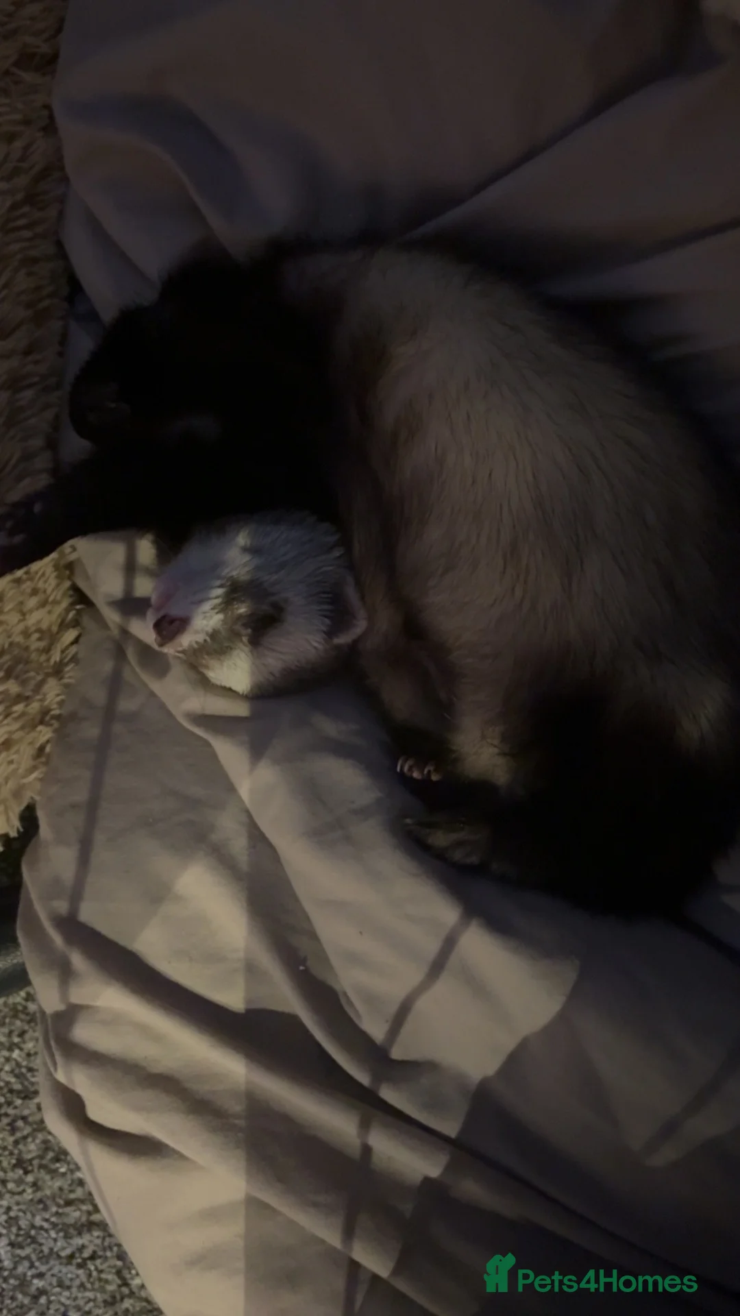 Ferret rodents for sale: Looking for a new home  in Ilkeston - Advert 3