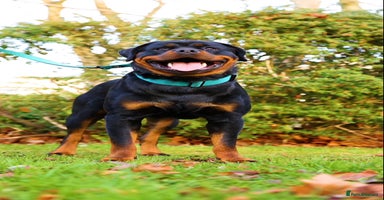 Rottweiler dogs in Clydebank - Advert 1