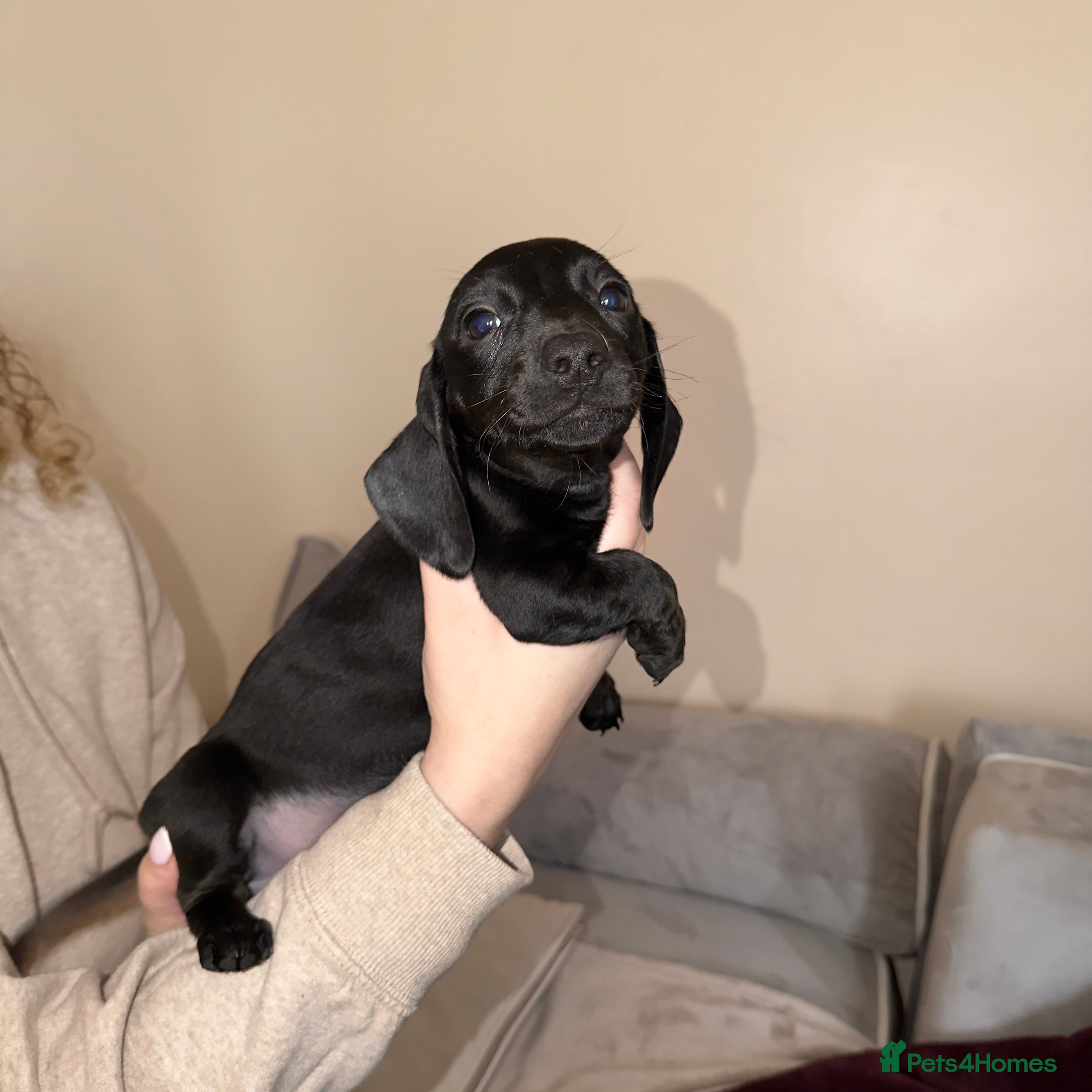 Miniature Dachshund dogs Miniature Dachshunds - Advert 11